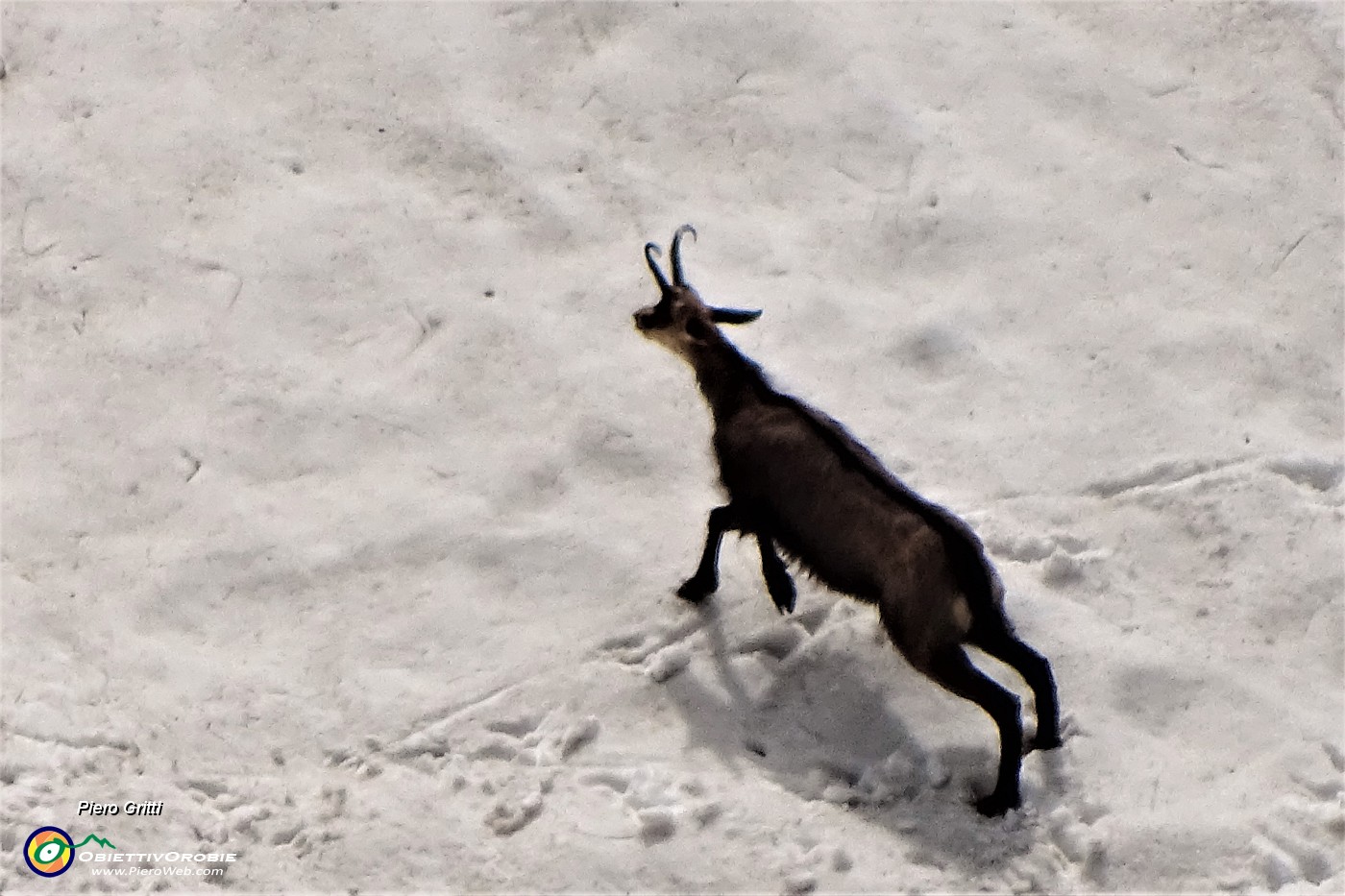 66  Camosci si rinfrescano e giocano sulla neve (maxi zoom).JPG
